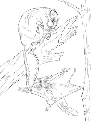 Northern Flying Squirrel Coloring Page